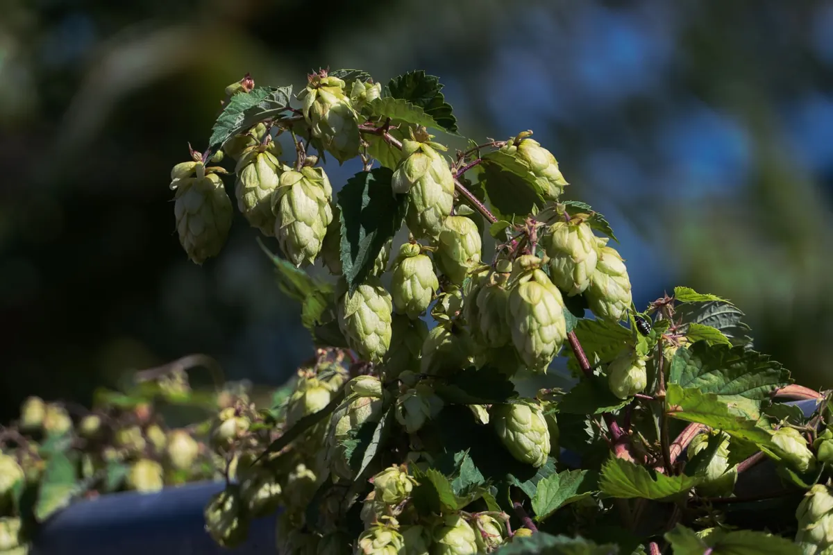 How the Global Hop Shortage Is Changing Your Favorite IPA